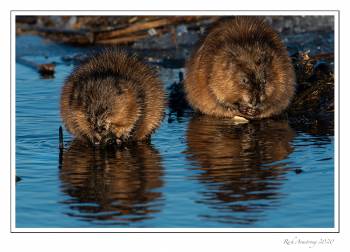 muscrat pair 2 copy.jpg